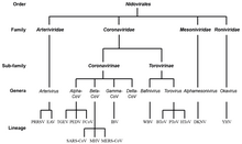 Taxonomy tree of the order Nidovirales Taxonomy tree of the order Nidovirales.webp