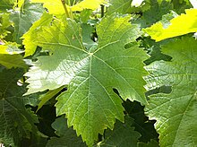 Tempranillo leaf Tempranillo leaf at Red Willow.jpg