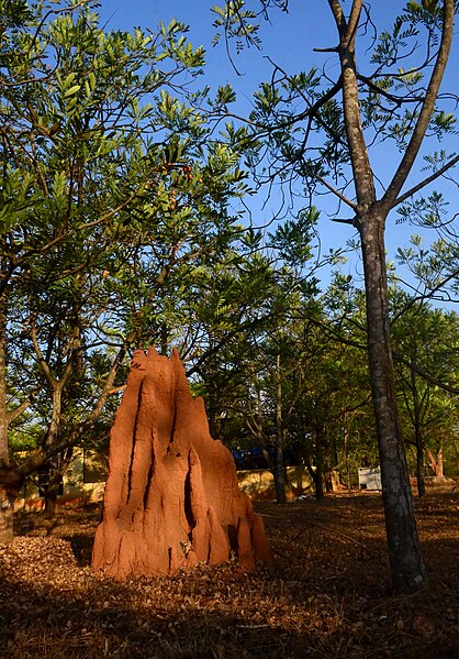 File:Termite mound GKVK Banglore.jpg