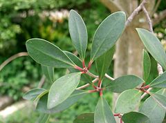 Ternstroemia gymnanthera