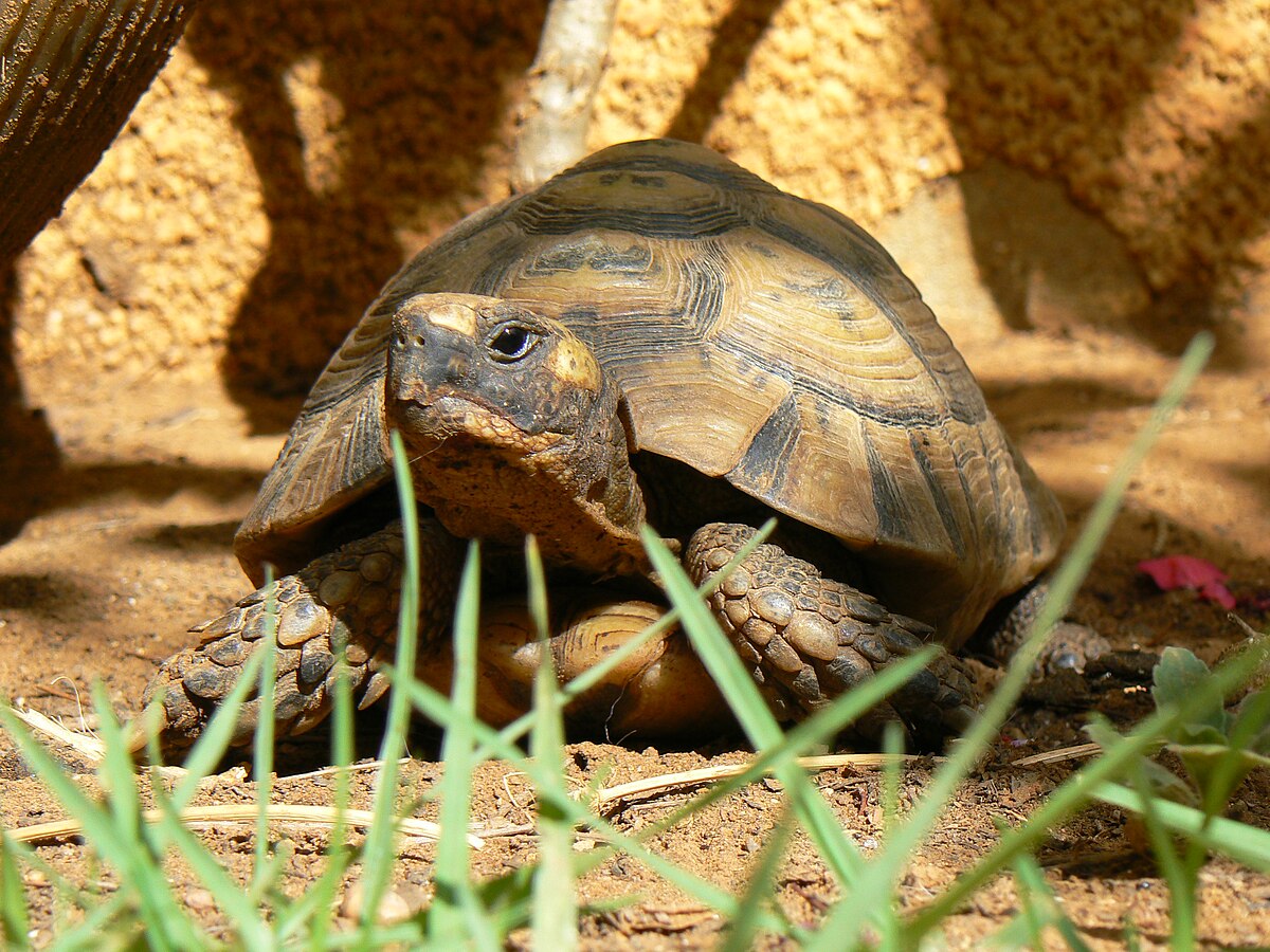 черепаха диска - Кыргызстан