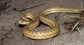 Descrizione dell'immagine Thamnodynastes hypoconia in Lençóis Maranhenses National Park - ZooKeys-246-051-g007-F.jpeg.