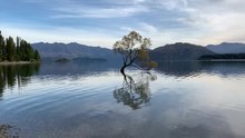 File:That Wanaka Tree.webm