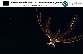 Thaumatocrinus rugosus à plusieurs milliers de mètres de profondeur dans les abysses au large d'Hawaii.