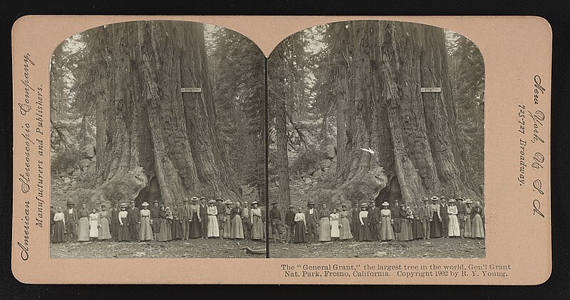 File:The "General Grant," the largest tree in the world. Gen'l Grant Nat. Park, Fresno, California. (LOC).jpg