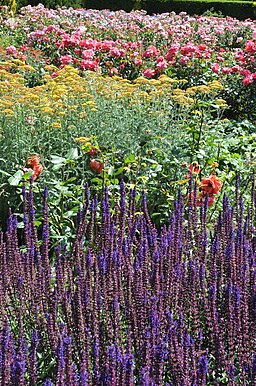 The Rose Garden, Ragley Hall - geograph.org.uk - 2478788