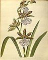 Zygopetalum maculatum (as syn. Zygopetalum mackayi) plate 1664 in: The Botanical Cabinet Conrad Loddiges & Son London (1817-1833)