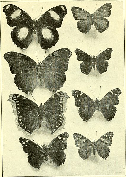 File:The butterflies of the eastern United States; for the use of classes in zoology, and private students (1914) (14597432029).jpg