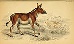 Thumbnail for File:The natural history of horses (Plate XX) (6441430469).jpg