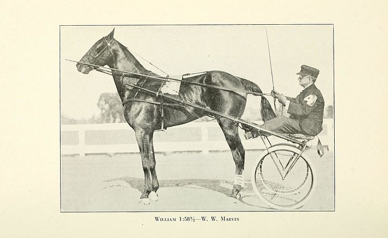 File:The two-minute horse (Page 146) BHL23741848.jpg