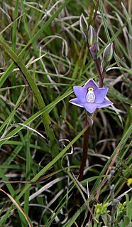 <i>Thelymitra gregaria</i> Species of orchid