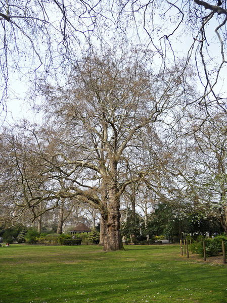File:There are many large London Plane trees in Lincoln's Inn Fields..jpeg