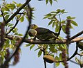 Thick-billed Green Pigeon (Treron curvirostra) at Jayanti, Duars, West Bengal W Picture 101.jpg