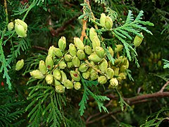 Плоды хвойных растений. Туя Западная (Thúja occidentális). Туя occidentalis шишки. Туя Бодхи. Туя Эрикоидес.