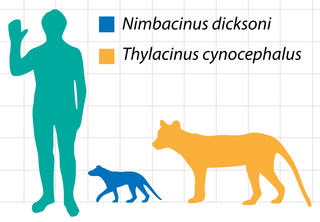 <i>Nimbacinus dicksoni</i> Extinct species of marsupial