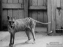 File:Thylacine footage compilation.ogv