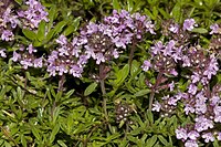 Thymus doerfleri