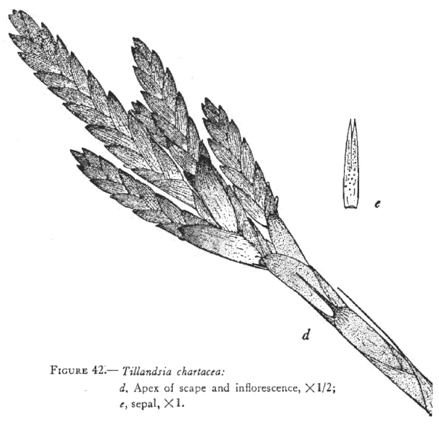 File:Tillandsia chartacea 01.gif