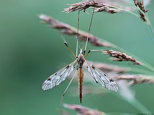 Tipula confusa 01.JPG