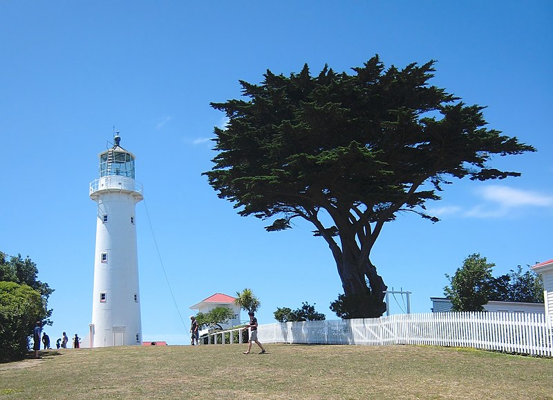 File:Tiritri Matangi lighthouse and macrocarpa tree.jpg