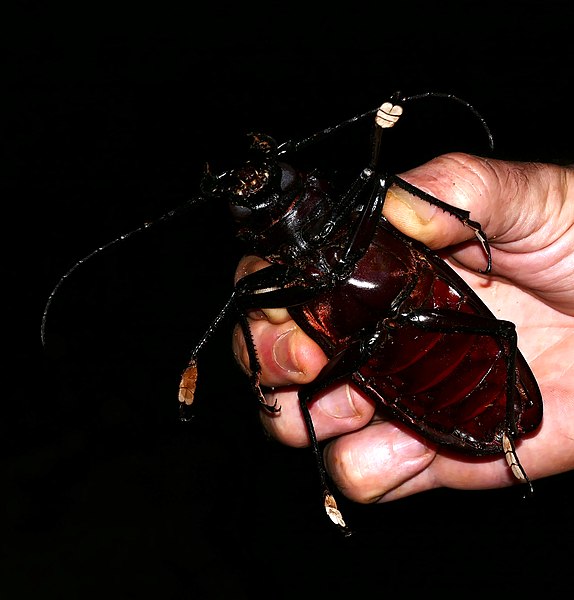 File:Titan Beetle (Titanus giganteus) (38855670405).jpg