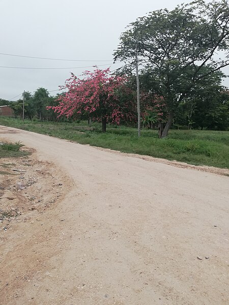 File:Toborochi en Junio, puerto Suárez.jpg