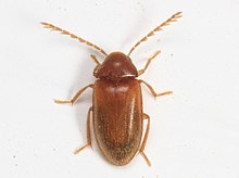 Пальчиковый жук - виды Ptilodactyla, Вудбридж, Вирджиния - 01.jpg