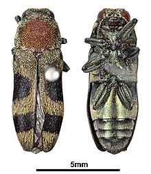 Tonkinula aurofasciata (Saunders, 1866) Tip.jpg