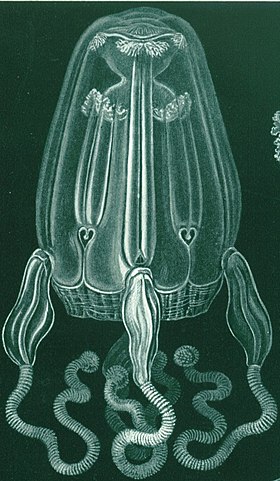 gravura de Chirodropus palmatus, Kunstformen der Natur