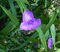 Tradescantia ohiensis