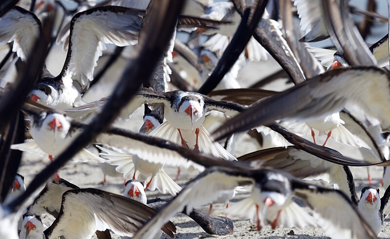 File:Traffic jam (50581794087).jpg