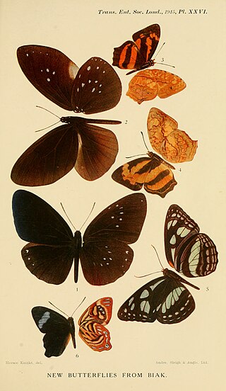 <span class="mw-page-title-main">Biak dark crow</span> Species of butterfly