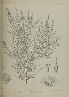 An illustration of Convolvulus socotranus