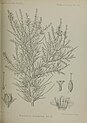 An illustration of Convolvulus socotranus (formerly known as Breweria fastigiata)