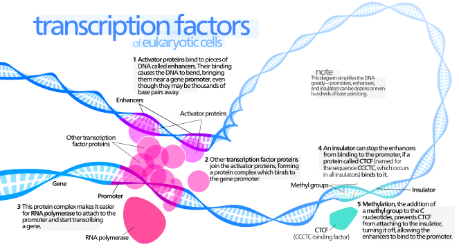 transcriptionFactor