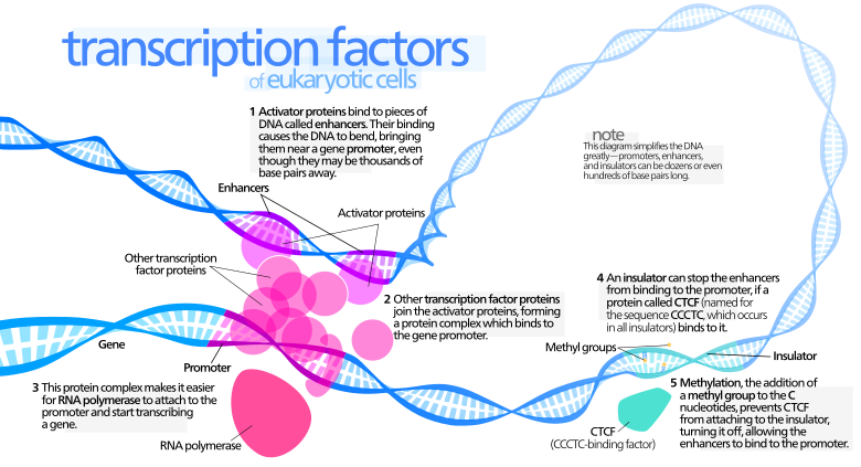 Factor De Transcripcion AcademiaLab