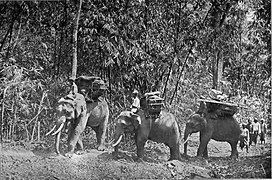 Unterwegs mit Elefanten
