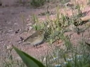 ملف:Tree Pipit.ogv