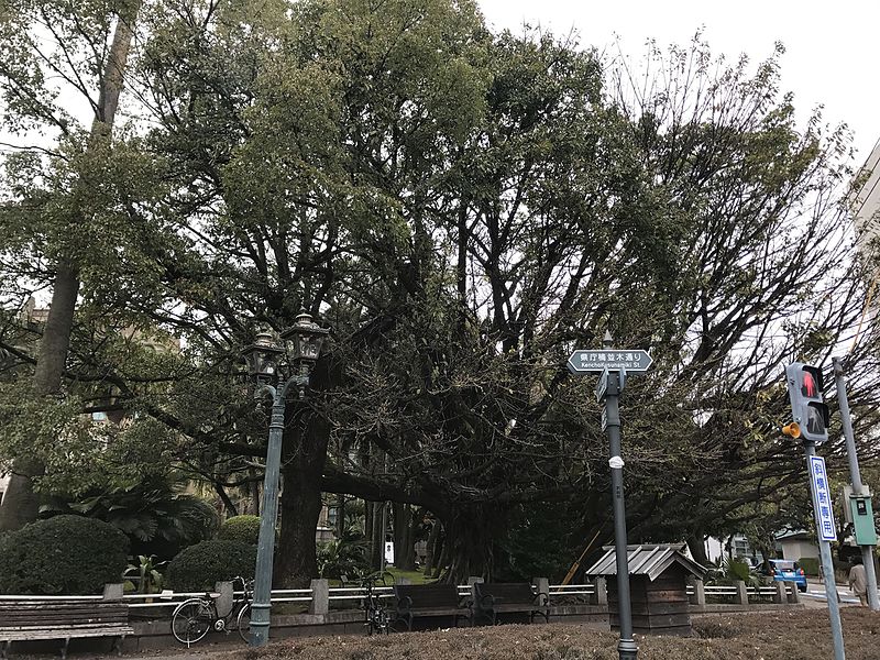 File:Trees in front of Miyazaki Prefectural Government Headquarters.jpg