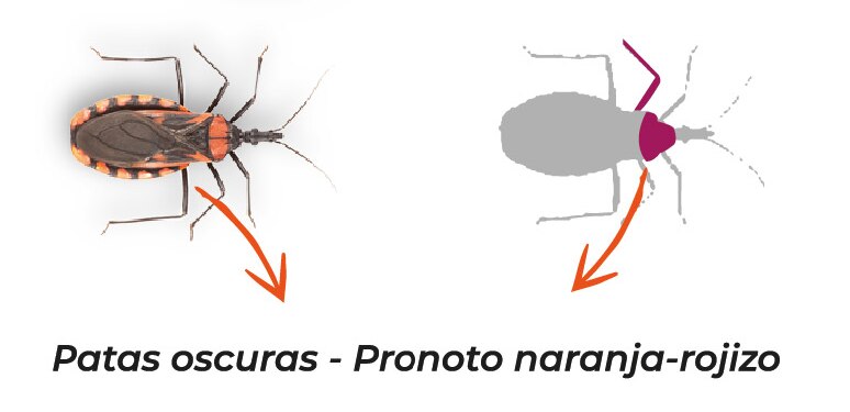 Archivo:Triatoma rubrovaria Aspectos distintivos.tif