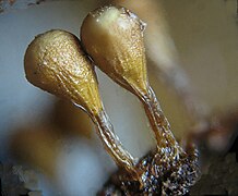 Esporangio (pediculado) de Trichia decipiens