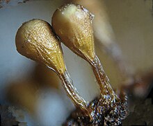 Trichia decipiens (Перс.) Macbr.jpg