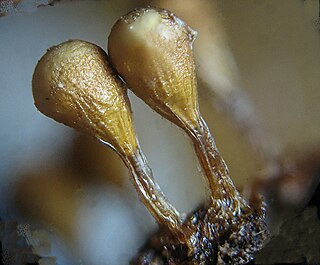 <i>Trichia</i> Genus of slime moulds