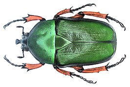 Trigonophorus nepalensis