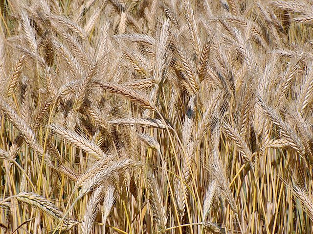 Triticum - Wikipedia, la enciclopedia libre