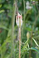 Tulipa sprengeri, Tulipan, 2023-07-07