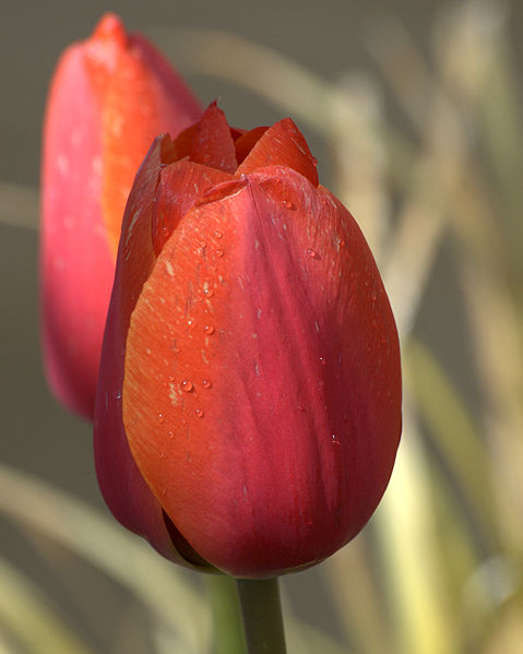 File:Tulips - OR.jpg