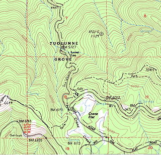 Tuolumne Grove