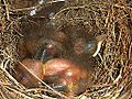 Turdus smithi, kuikens, b, Pretoria.jpg