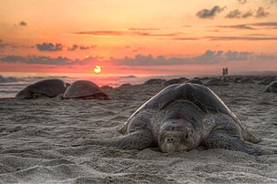 Une tortue olivâtre (Lepidochelys olivacea) s'apprêtant à pondre ses œufs, sur la plage d'Escobilla, dans l'État d'Oaxaca, au Mexique. (définition réelle 2 000 × 1 329)